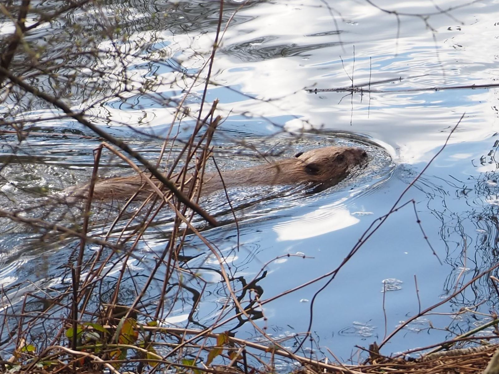 Beaver at Trentham